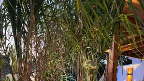 A patio area with palm trees, a hammock, and a seating area with tables and chairs. - Wonderful cottage with swimming pool 100 mt from the sea 🌊 (Trabia)