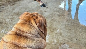 A horse standing in a stable with a dog lying on the floor.