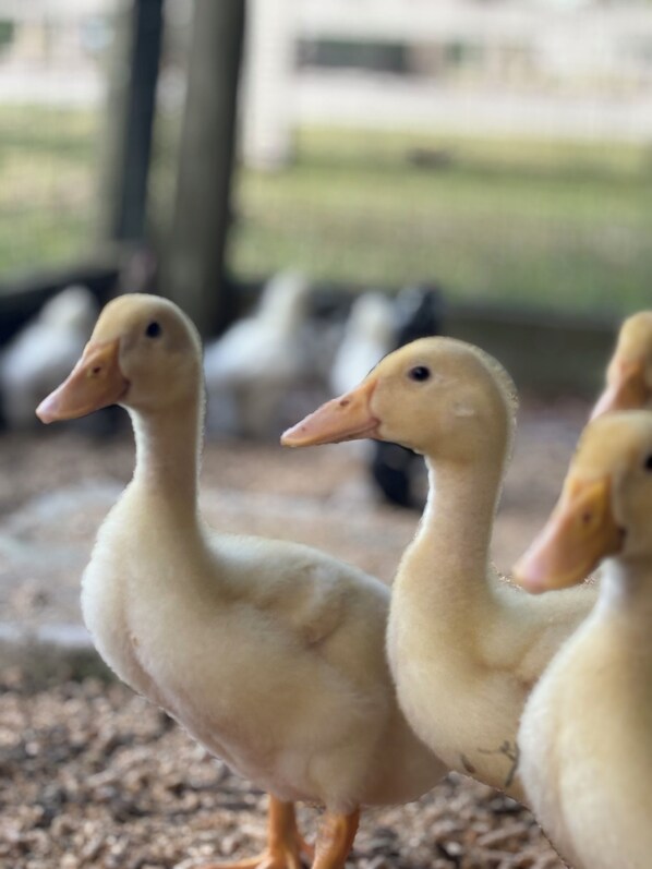 A group of ducklings standing on a gravel surface. - The Goodlife cottage#2 quiet and relaxing (Palm city)