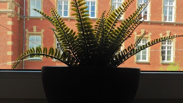 A potted fern on a windowsill with a red brick building in the background. - Sedan16 Zentral (Wuppertal)