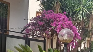 Un cortile con una palma, un vaso fiorito e una panca con cuscini rossi.