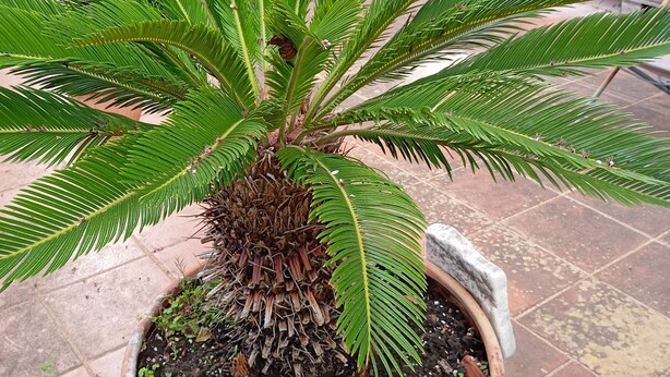 Una pianta di palma in vaso, con tronco robusto e lunghe fronde verdi, in un vaso di terracotta su un patio piastrellato.