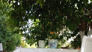 A wooden table and chairs set outdoors under a tree, with a tablecloth and a decorative vase.