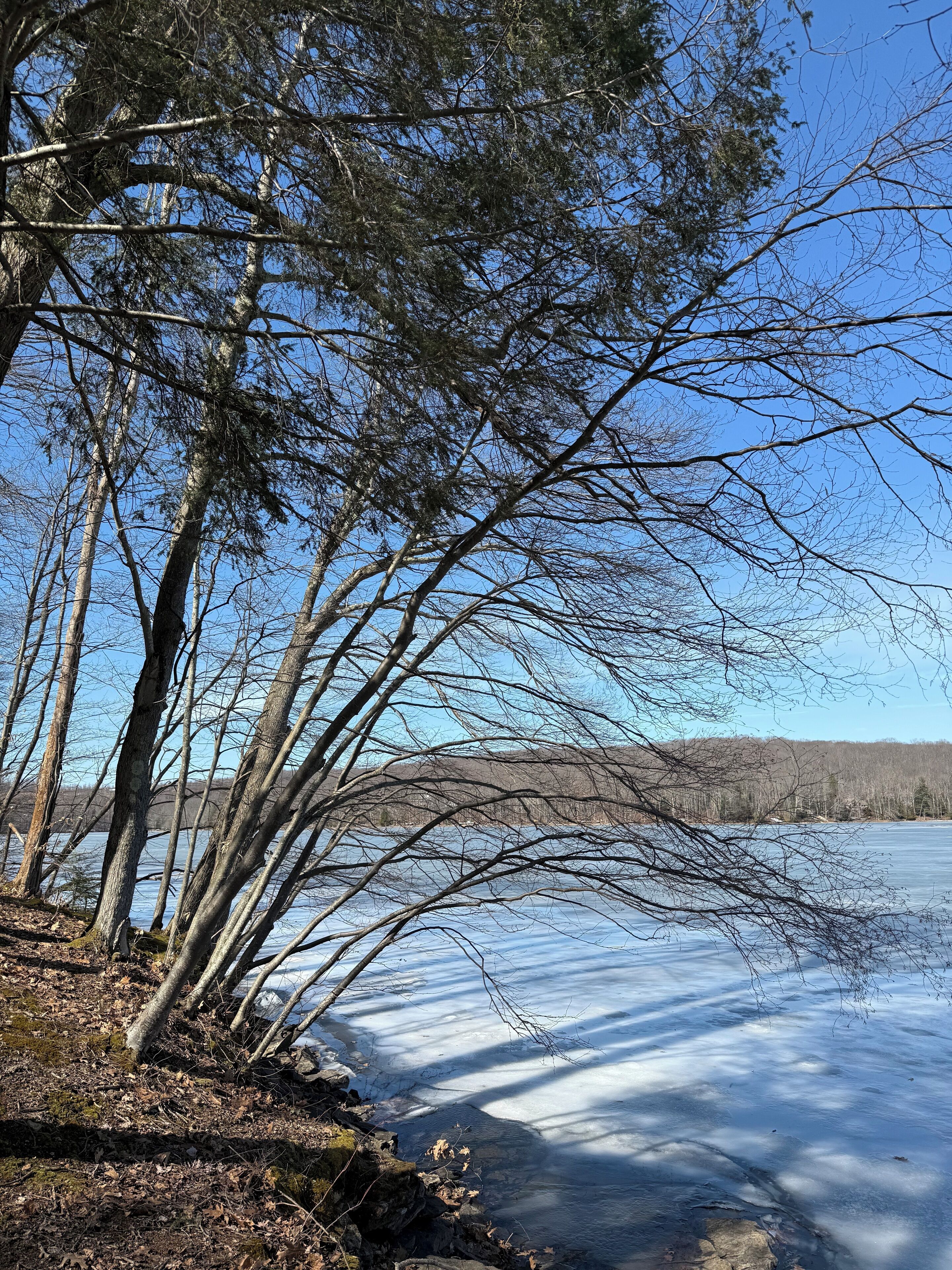 Un paysage naturel composé d’arbres et d’une étendue d’eau gelée.