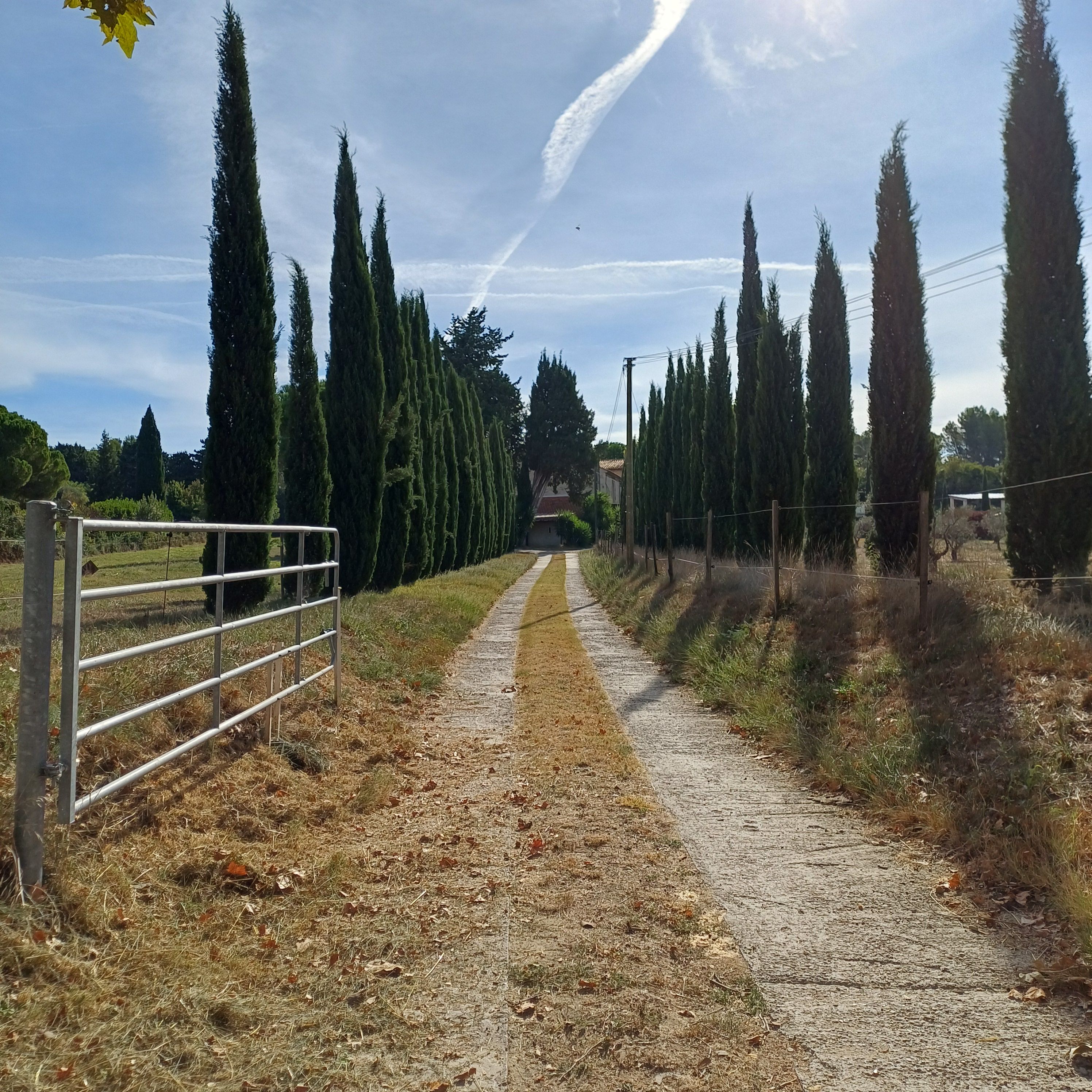 Un sendero de grava bordeado por altos cipreses, que lleva a una reja.