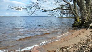 A beach with clear water, a sandy shore, and a tree with bare branches.