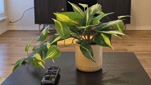 A living room with a black coffee table, a potted plant, a remote control, and a television on a stand. - Cozy Updated Cove of Heaven, 5 mins from Lake Hefner and mall. Centrally located (Oklahoma City)