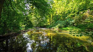 Un arroyo tranquilo en un bosque, rodeado de frondosa vegetación verde.