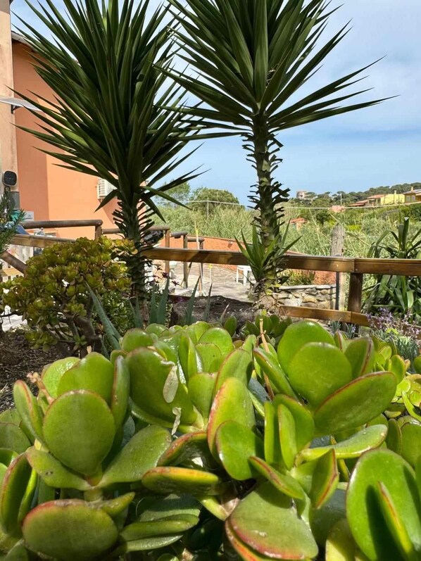 A garden with succulent plants and a wooden fence.