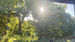 A window with a view of trees and sunlight. - Extremely remote elegant hut set with valley views immersed in nature.  (Sittingbourne)
