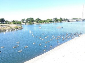 A river with ducks and boats, a bridge in the background, and a sandy bank. - The Hideaway ll /enclosed Garden/quiet/central (Southport)