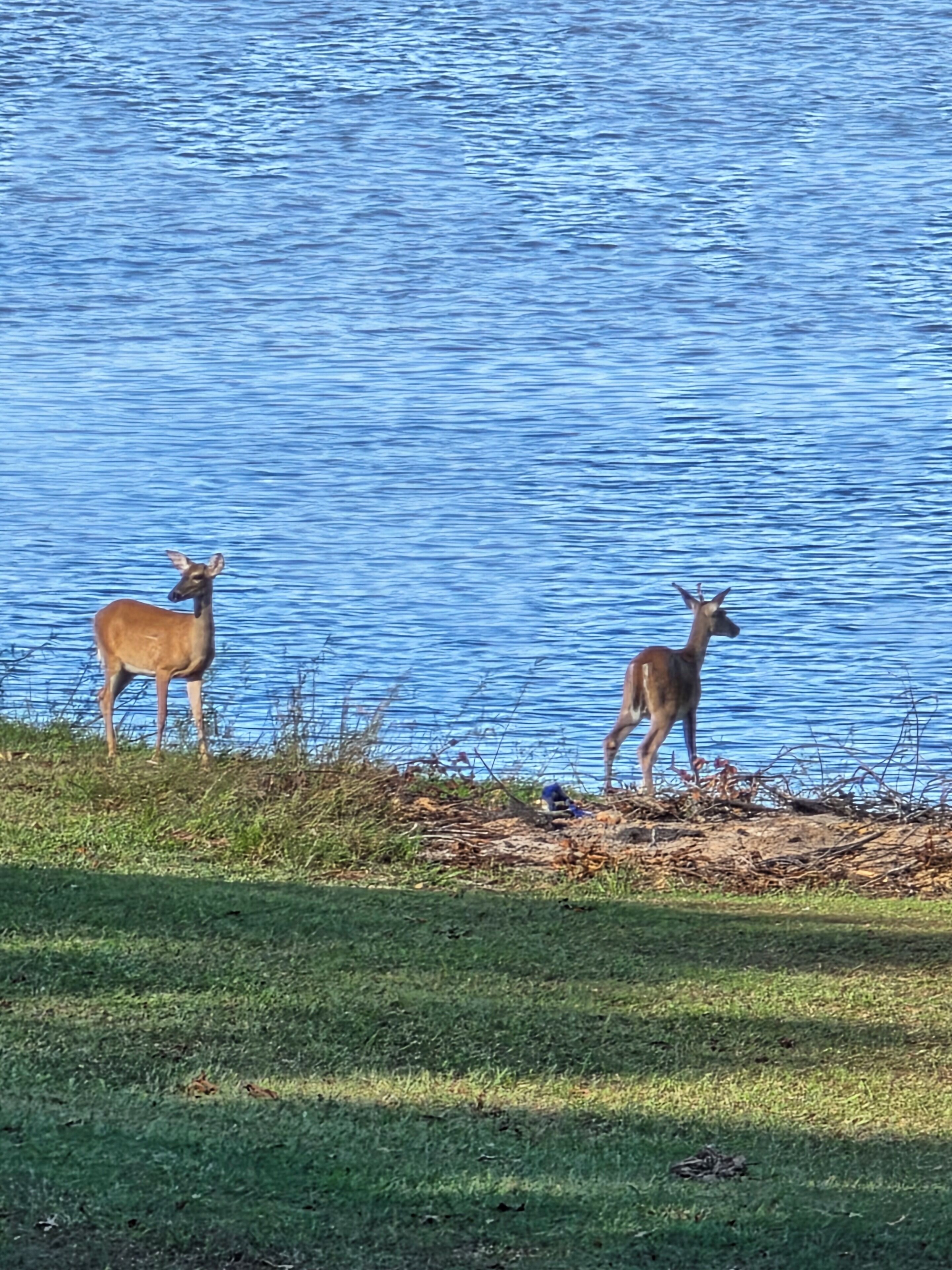 Two deer by a body of water.