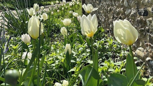 A garden with white tulips and a stone wall. - Remote hut set in the beautiful Kent Downs (Sittingbourne)