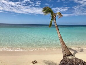 Une plage à l’eau turquoise et limpide, un rivage sablonneux et un palmier.