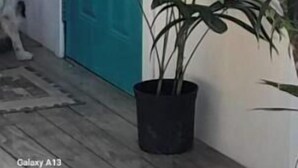Een blauwgroene deur, een potplant en een muur met de tekst 'SUGAR CURES'.