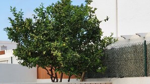 Una piscina en la azotea con dos tumbonas, una planta en maceta y un árbol.