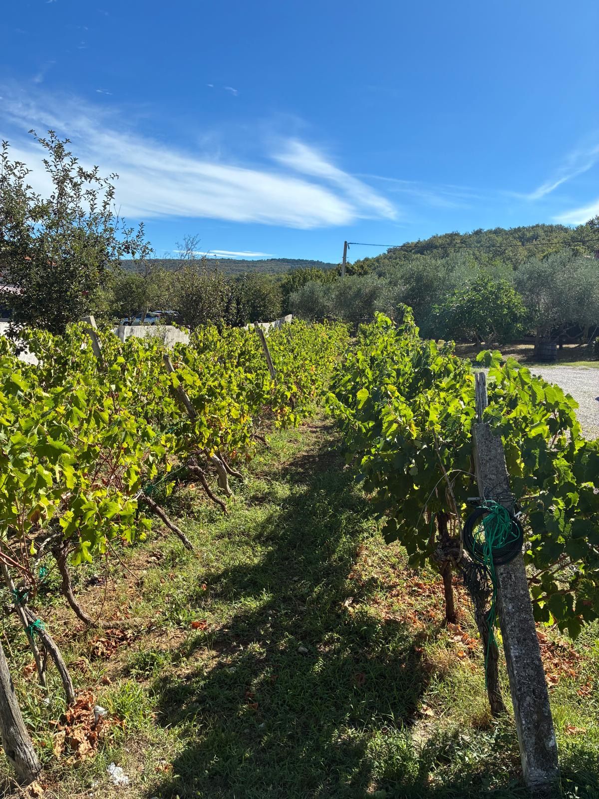 A vineyard with rows of grapevines, a grassy path, and a clear blue sky.