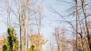 A cabin with a green roof, surrounded by trees and a leaf-covered path.