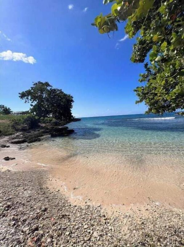 Escape to a tranquil beachside haven with a lush tree canopy and calm waters.