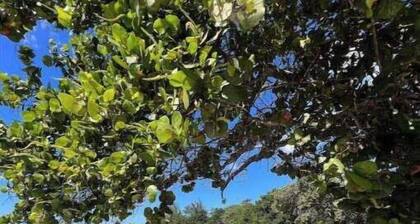 Beautiful Nature Views Steps from Beach, Sunrise @ Happy Life Villas