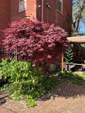Property grounds - Oasis in Benton Park/Soulard (St. Louis)