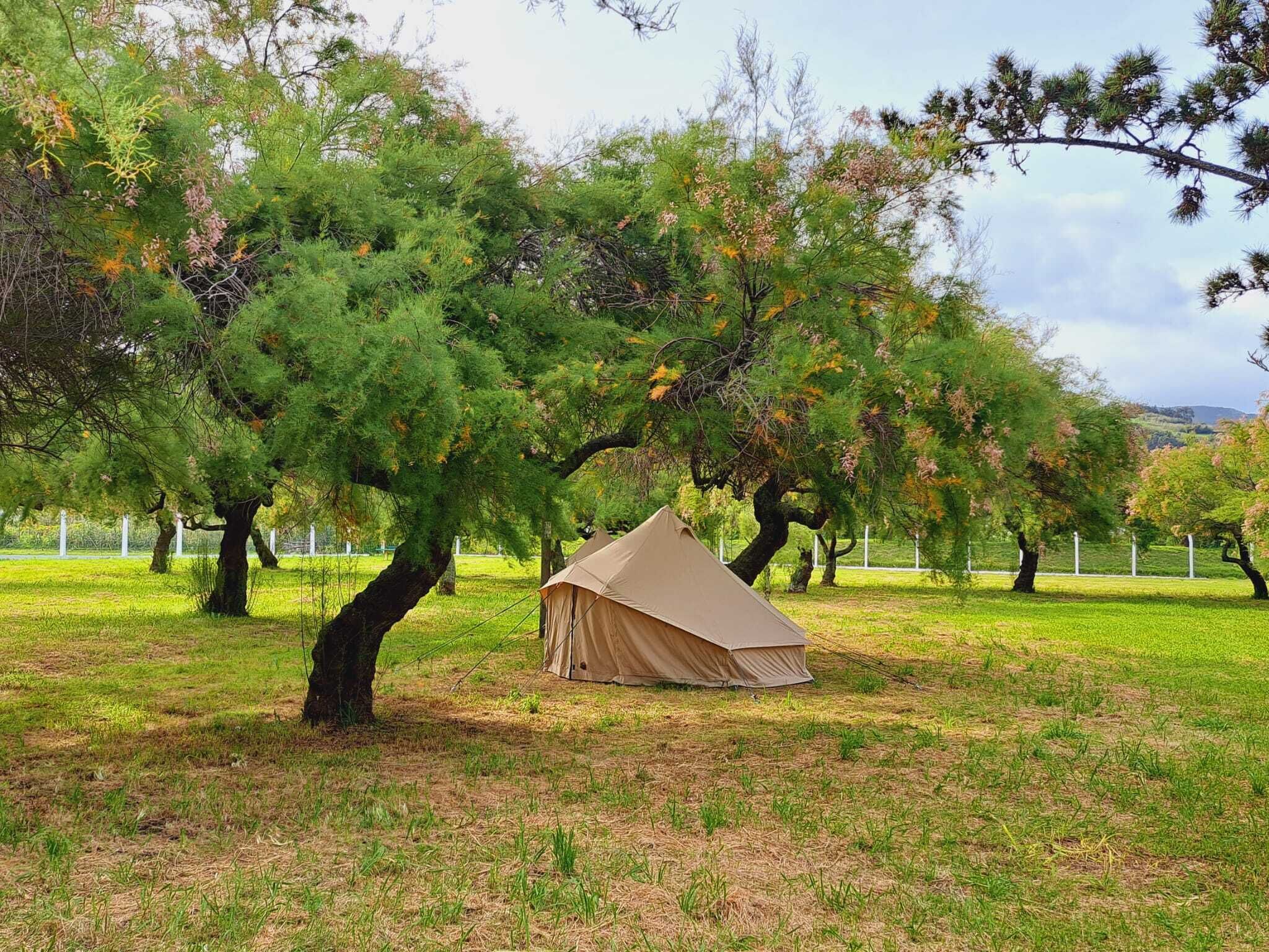 A tent set up in a grassy field with trees in the background.