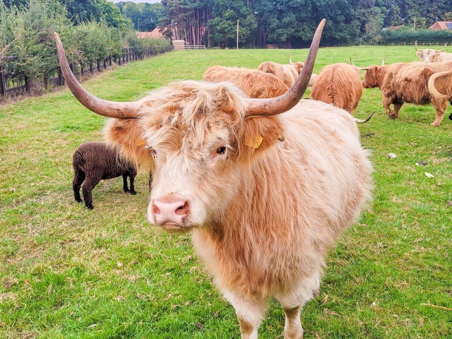 Een Hoogland koe met grote hoorns in een grasveld.