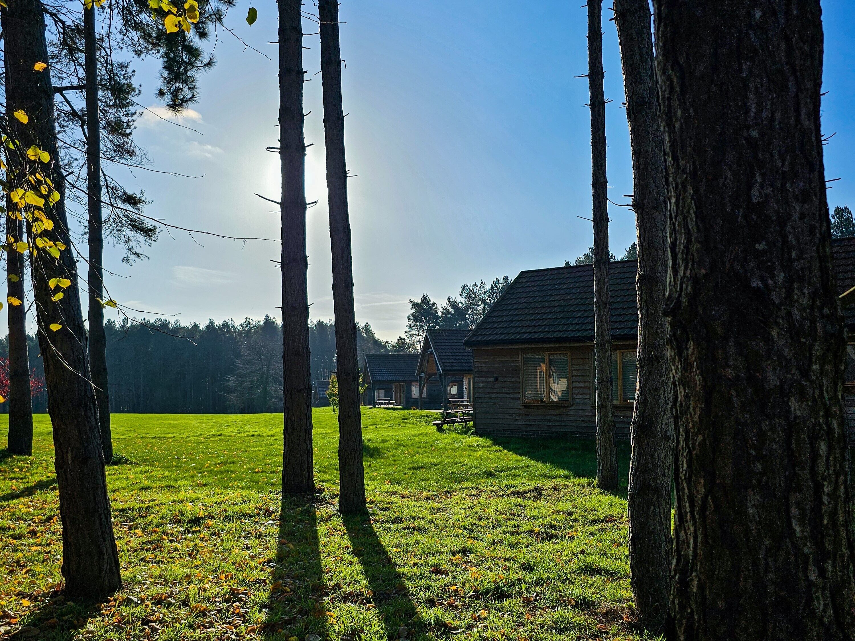 A rustic cabin with a grassy yard and tall trees.