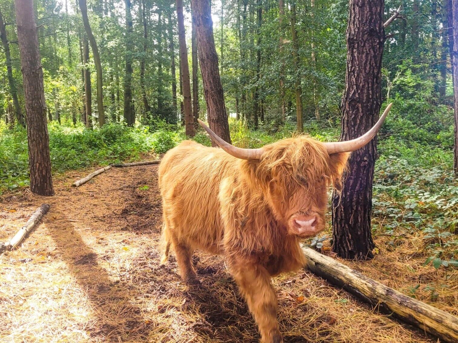 A Highland cow in a forested area with trees and a log on the ground.