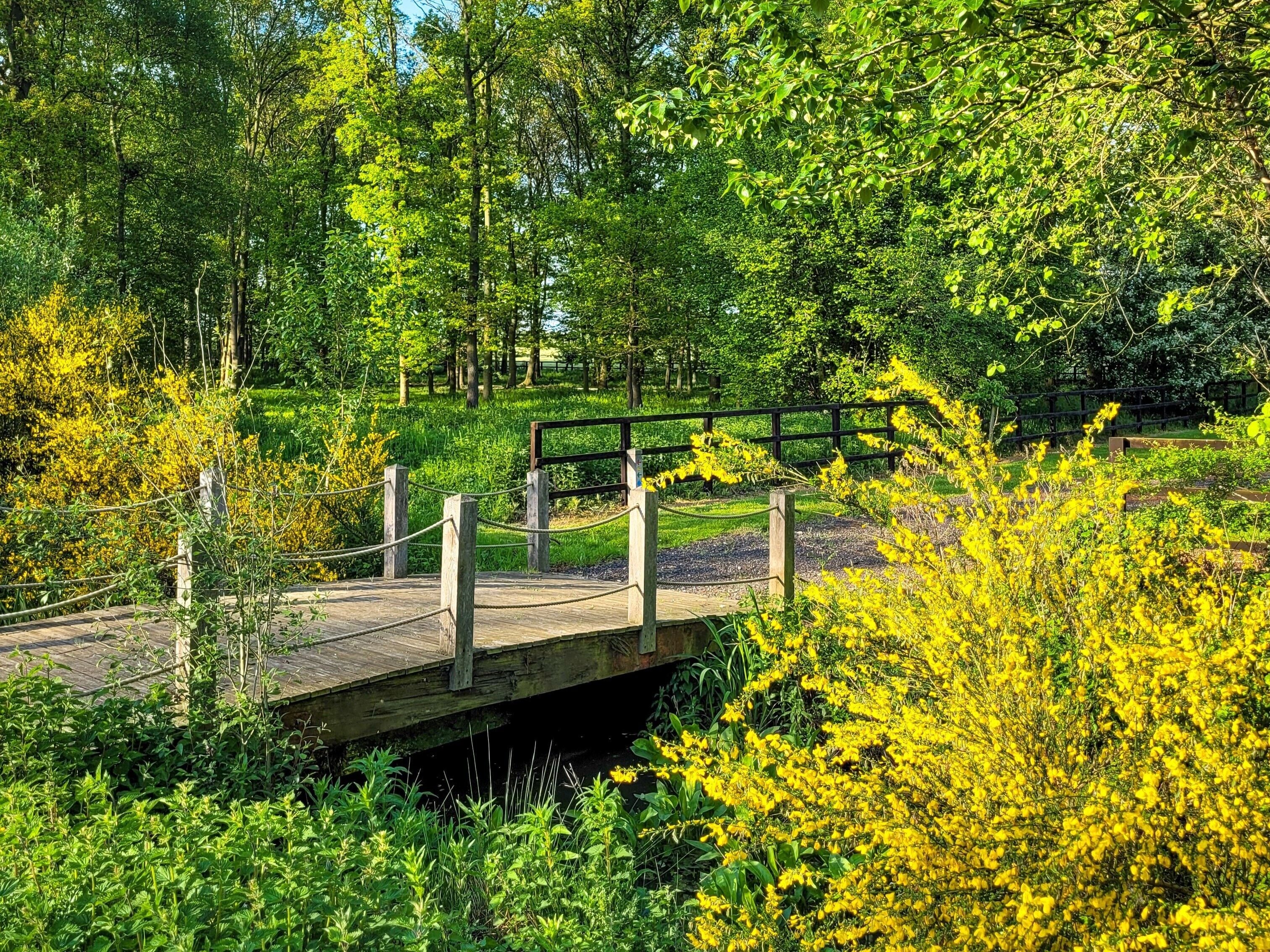 A wooden bridge over a stream, surrounded by lush greenery and yellow flowering plants.