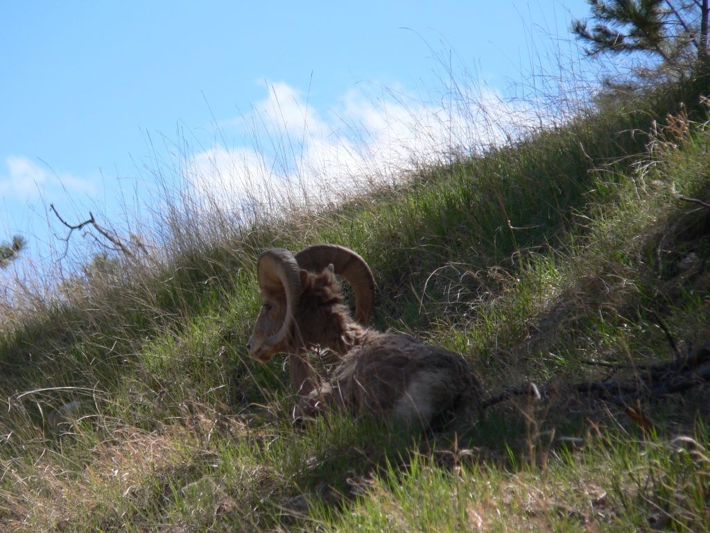 A mountain goat on a grassy slope with a clear sky in the background.