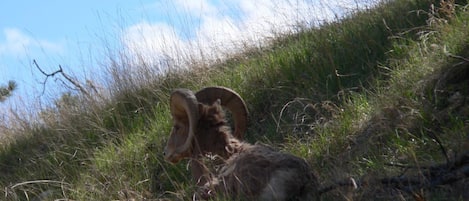 A mountain goat on a grassy slope with a clear sky in the background.