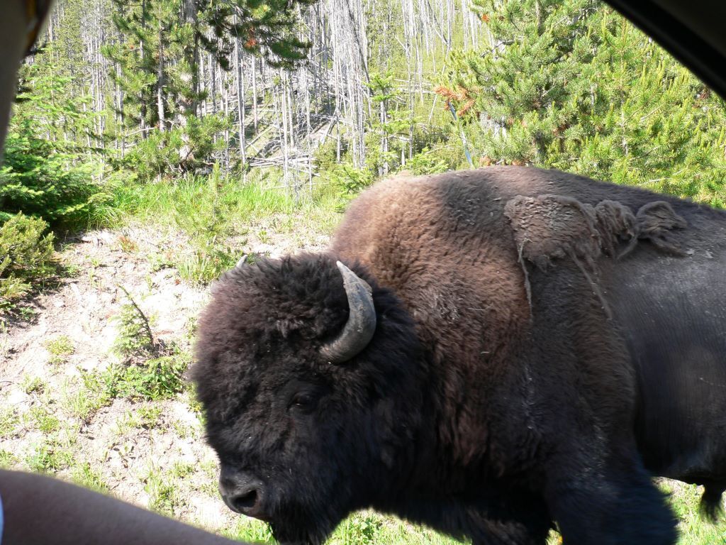 A bison in a natural setting with trees and grass.