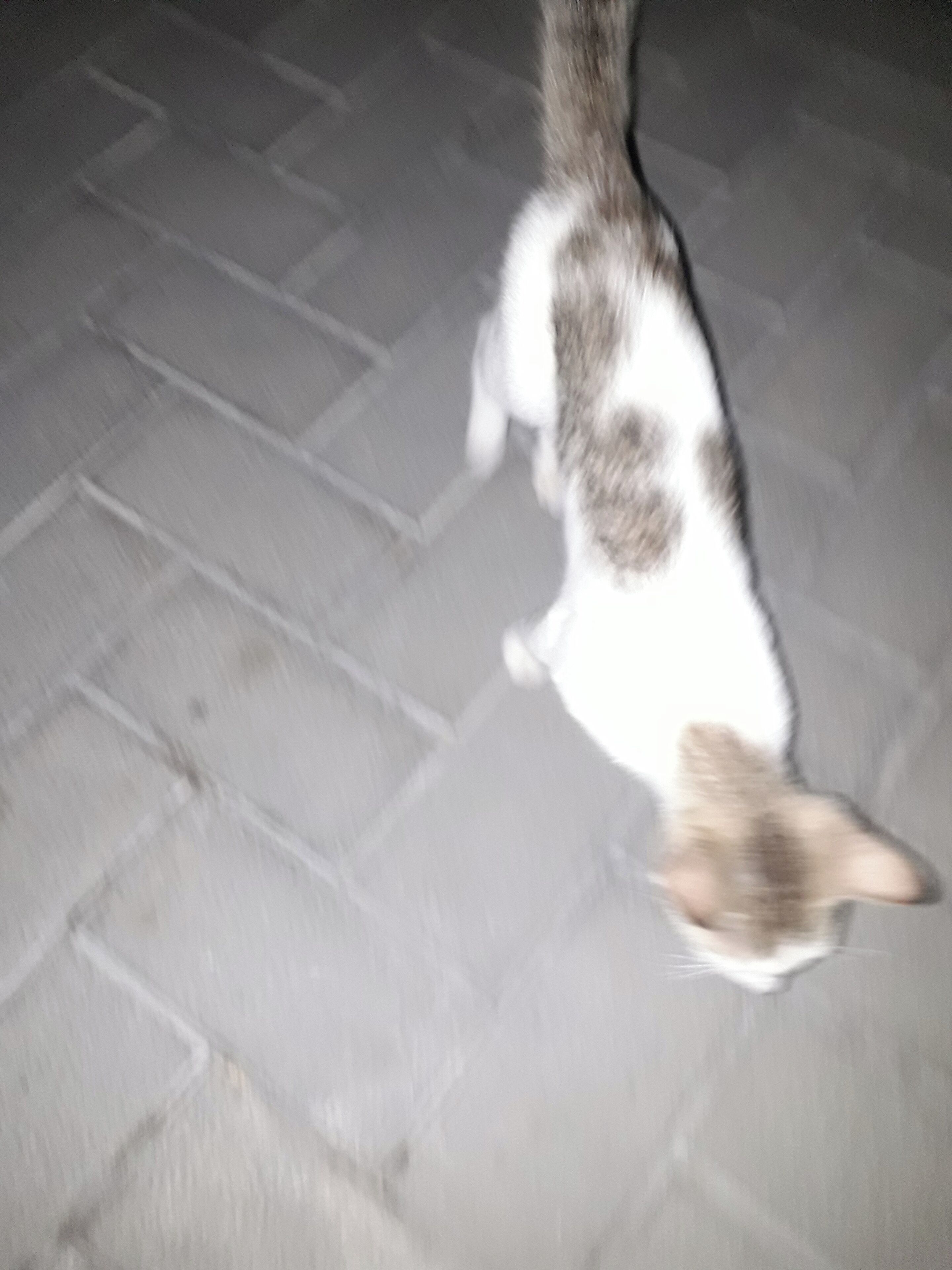 Animaux de compagnie acceptés