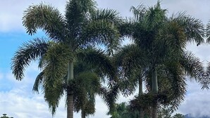 A building with a black roof and white walls, surrounded by palm trees and a dirt path leading to it.