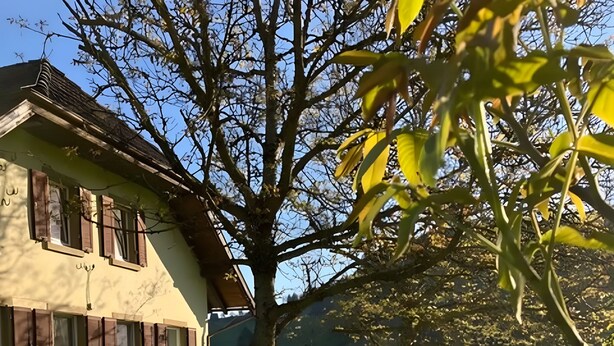 Een huis met een schuin dak, een boom in de voortuin en een groen gazon.
