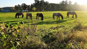 Un campo cubierto de hierba con caballos pastando, rodeado de árboles y un cielo despejado.