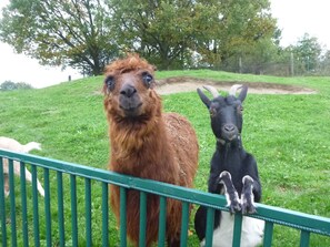 Uma lhama e uma cabra menor atrás de uma cerca de metal verde em uma área gramada, com árvores ao fundo.