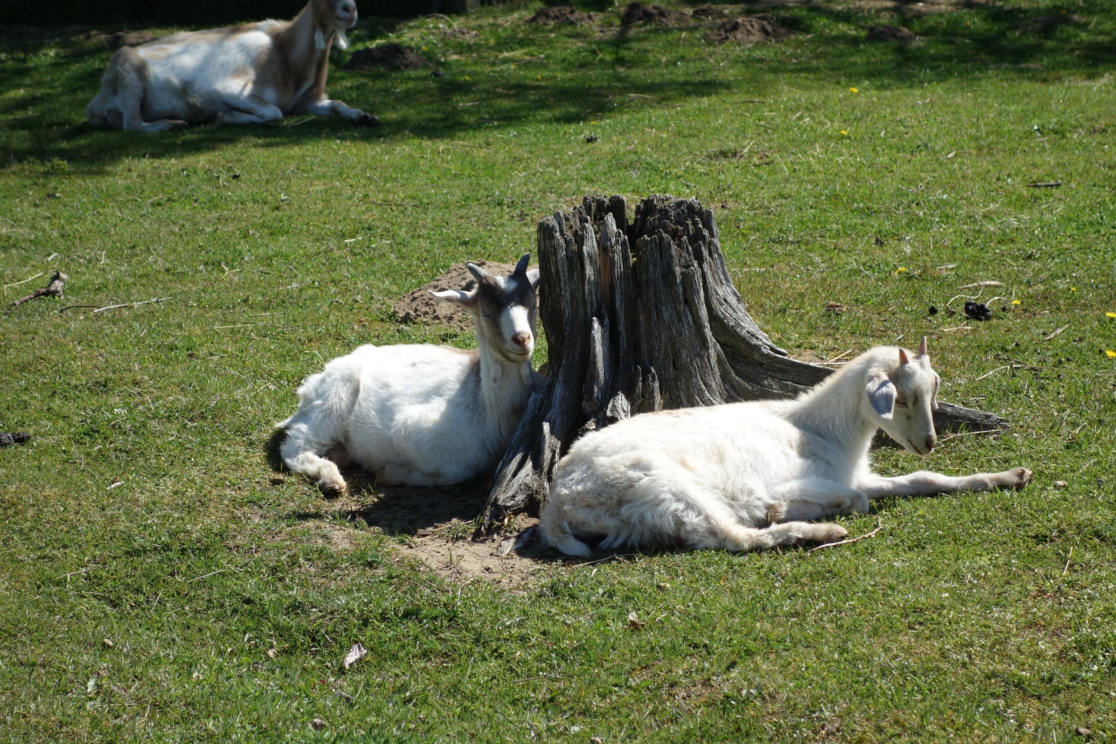 Two white goats resting near a tree stump in a grassy field.