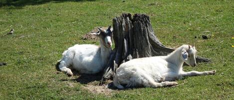 Two white goats resting near a tree stump in a grassy field.
