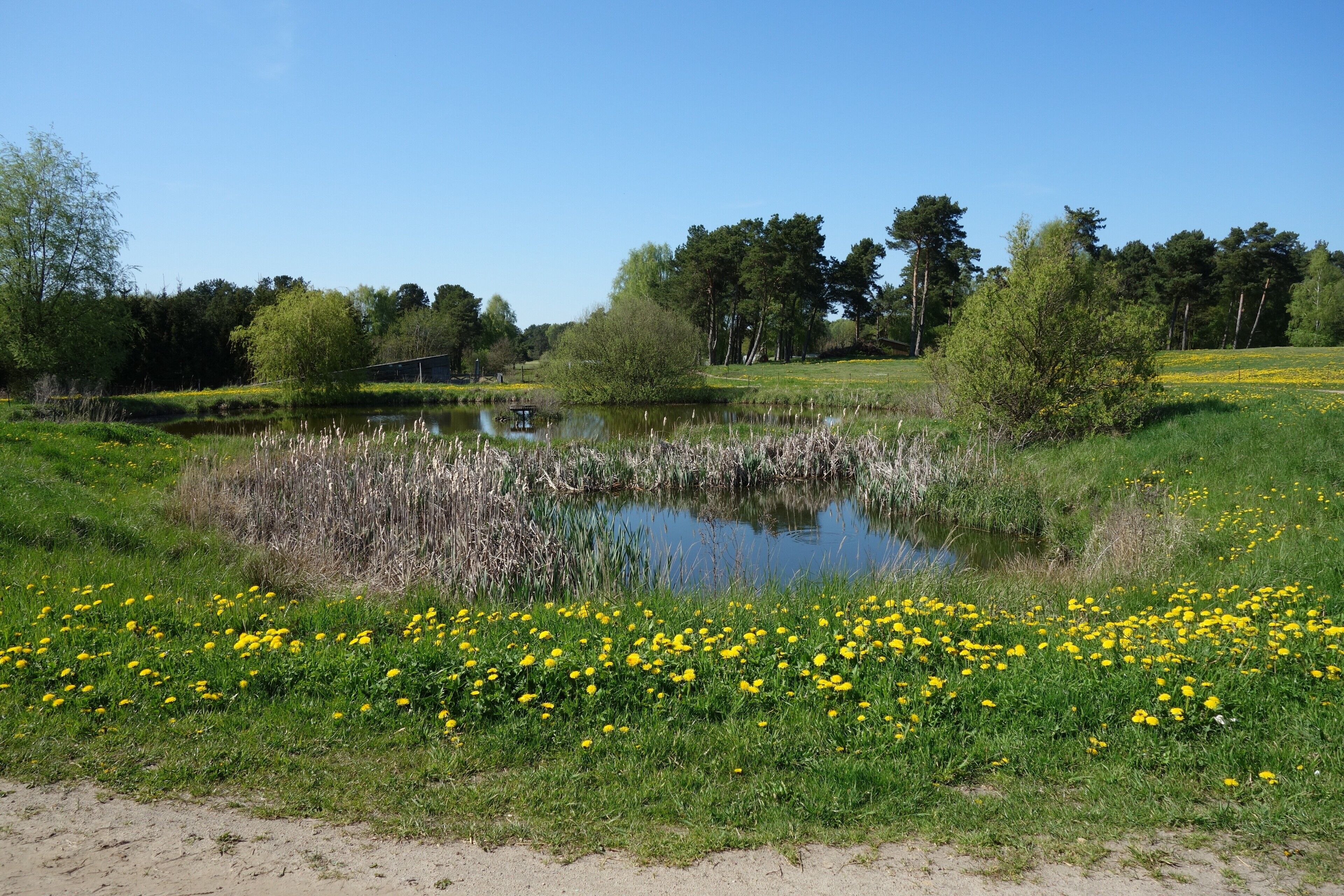 Een natuurlijk landschap met een vijver, grasvelden en gele bloemen.