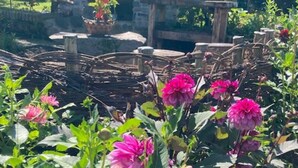 A garden with pink flowers and a small brick structure in the background. - Holiday Home 'Ferienhaus bei Juste' with Private Terrace, Shared Garden and Wi-Fi (Schotten)