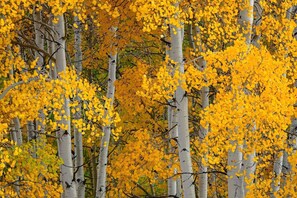 Immagine non classificata, 3 di 46, pulsante