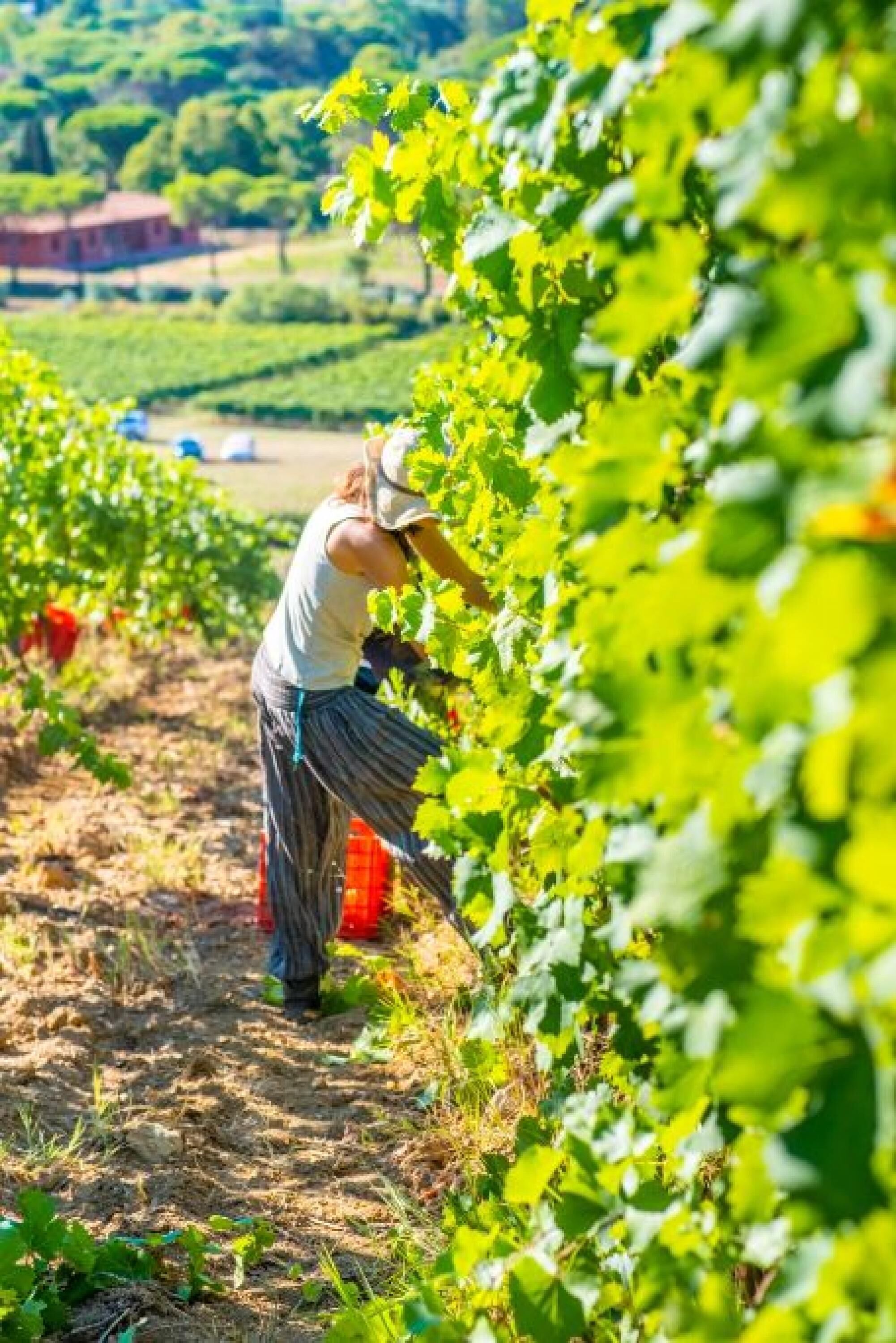 A person working in a vineyard with rows of grapevines.