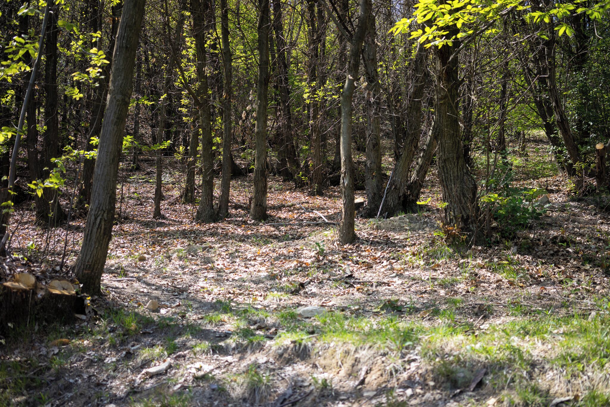A forested area with trees and a ground covered in dry leaves.