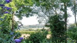 A lush green landscape with trees and shrubs, a clear sky, and distant hills.