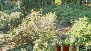 A staircase with potted plants on the landing, surrounded by lush greenery and a pond. - Misson Valley Kalimpong (Kalimpong)