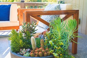 Een betonnen plantenbak met diverse vetplanten en cactussen.