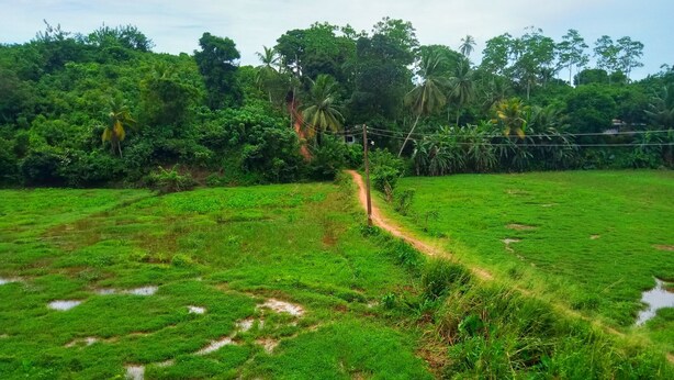 A lush green field with a dirt path leading through it. - Green View Guest (Mirissa)