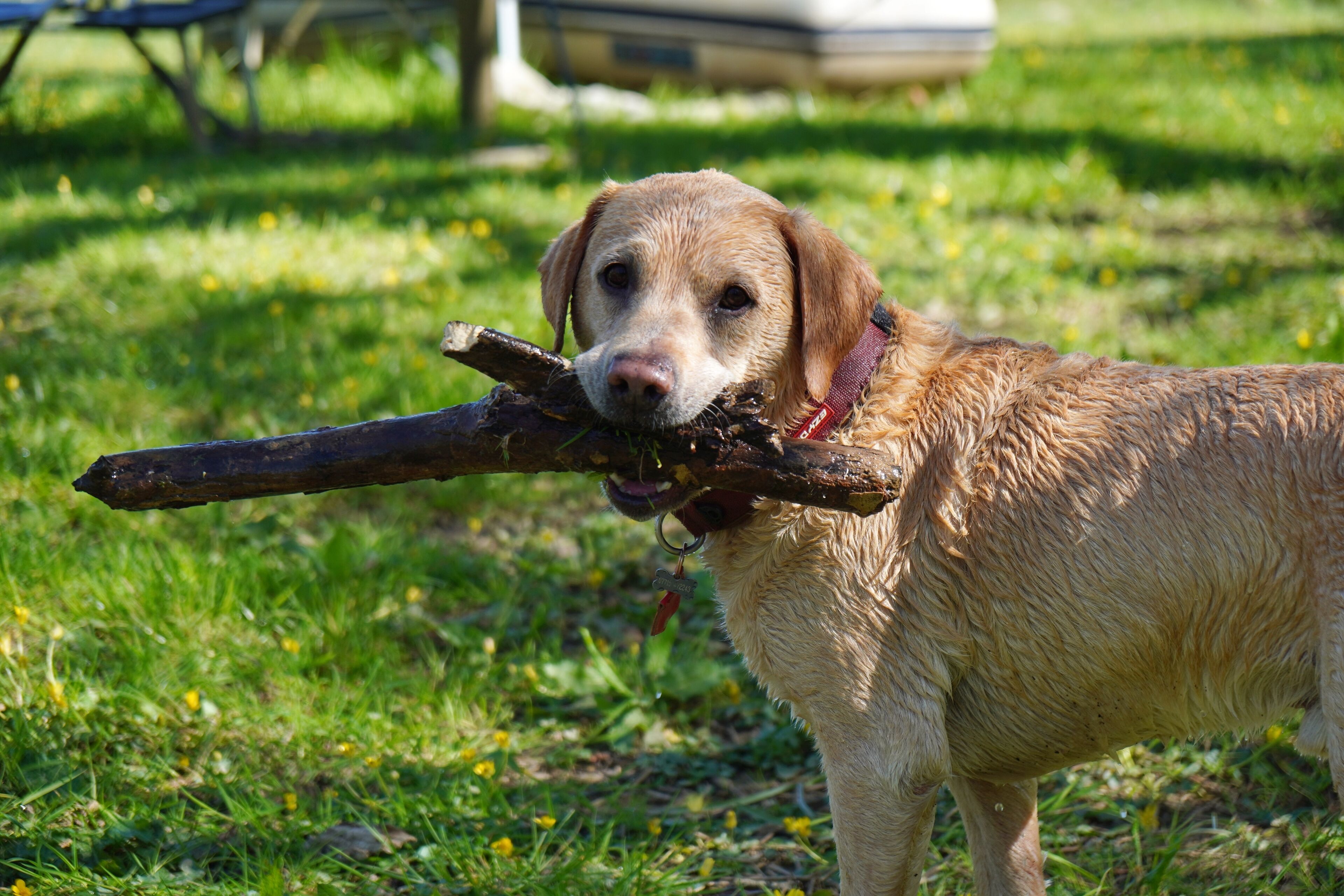 A dog holding a large stick in its mouth.
